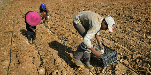 Bäue­r*in­nen pflanzen Kartoffeln auf einem Feld in einem Dorf im Norden Libanons