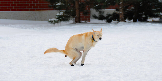 Ein heller Hund hockt im Schnee und kackt