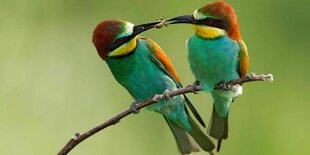 Zwei bunte Vögel - Bienenfresser - sitzen auf enem Ast, ein Vogel schiebt dem anderen Vogel eine Biene in den Schnabel