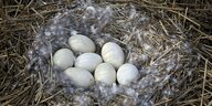Eier in einem Nest.