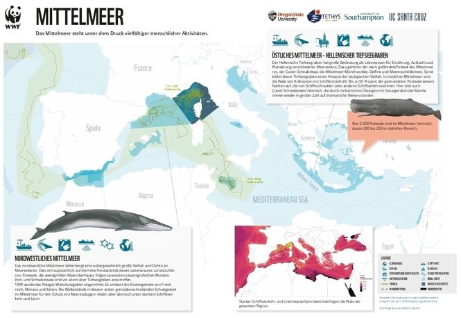 Eine Grafik auf der die Wanderwege der Wale durch das Mittelmeer zu sehen sind.