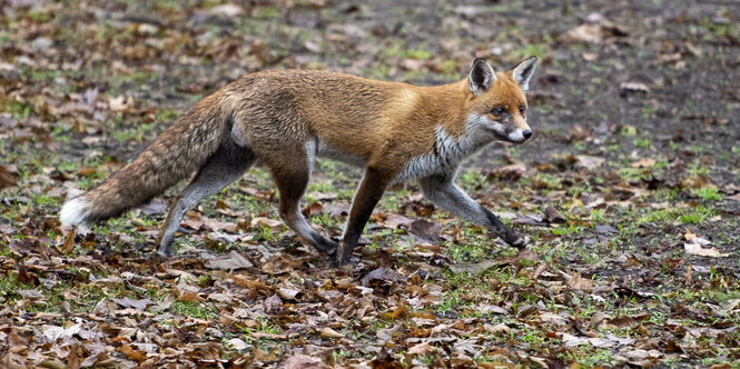 Ein Fuchs in einem Berliner Park