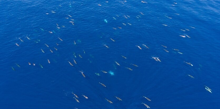 Eine Walschule im offenene Meer.