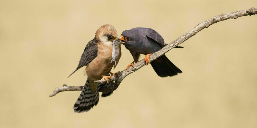 Rotfussfalken, das Männchen (rechts) gibt dem Weibchen eine Wühlmaus