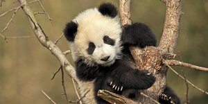 Ein Panda-Junges hängt in einem Baum