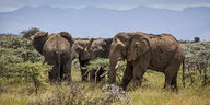 Elefanten im Chyulu Hills National Park in Kenia.