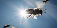 Fliegende Bienen in Großaufnahme