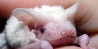 Albino-Fledermausbaby