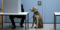 Wahlurne, Wähler und Hund