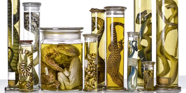 Verschiedene Amphipien und Reptilien liegen in mit Alkohol gefüllten Gläsern