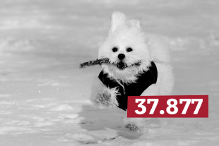 Hund mit Stock rennt über ein Schneefeld, dazu ist die Zahl 37.877 zu sehen.