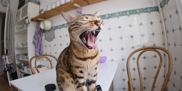 Eine gähnende Katze auf einem Küchentisch