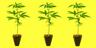 Drei Hanf-Topfpflanzen vor gelbem Hintergrund.