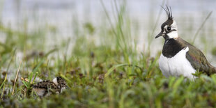 Ein Kibitz mit seinem Jungen auf einer Wiese