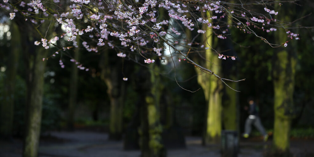 Die ersten Blüten im dunklen Wohlerspark