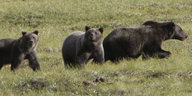 Drei Grizzlybären laufen über eine Wiese