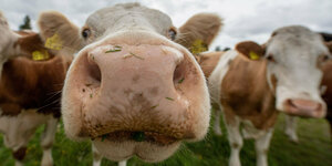 Das Foto zeigt Kühe mit braunweißer Musterung, die in die Kamera schauen.