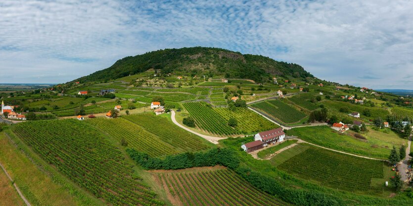 Grün bewachsener Vulkankegel mit Weinbergen umgeben