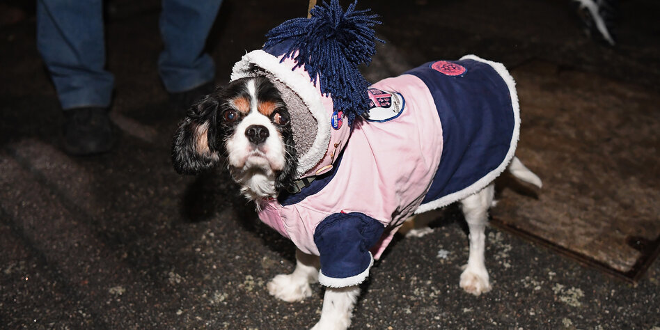 Ein Hund trägt Merchandise-Kleidung des englischen Vereins Dulwich Hamlet.
