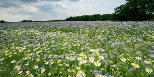 Ackerfläche mit blühender Phacelia und Mageriten vor strahlend blauem Himmel