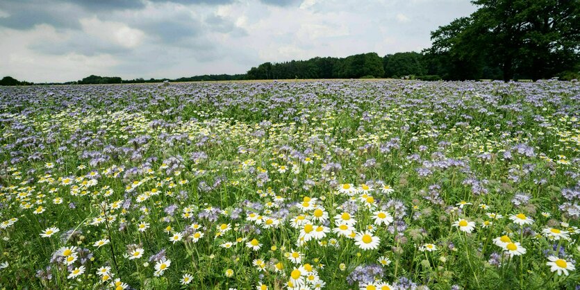 Ackerfläche mit blühender Phacelia und Mageriten vor strahlend blauem Himmel