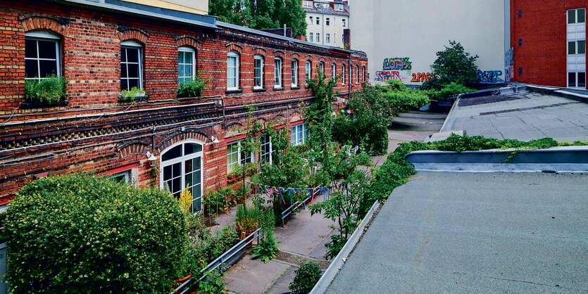 Ein Hinterhof im Wedding mit grünen Bäumen, es handelt sich um den von Abriss bedrohten Kulturhof Koloniestraße 10 – Gemeinsam stark für soziales, ökologisches, urbanes Zusammenleben e.V.