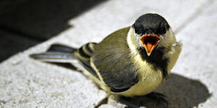 Vogel, offener Schnabel