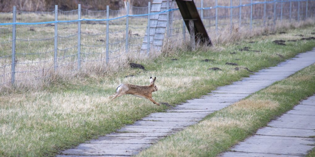 Ein Hase läuft am Zaun