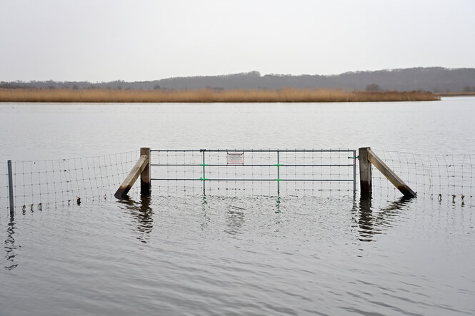 Ein Tor mit dem Hinweis ?Wildschutzzaun zur Eindämmung der Afrikanischen Schweinepest? steht im Nationalpark Unteres Odertal nahe dem Deich im Hochwasser