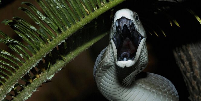 Eine Schwarze Mamba in Verteidigungshaltung