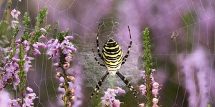 Eine Zebraspinne in ihrem Fangnetz in der Heide