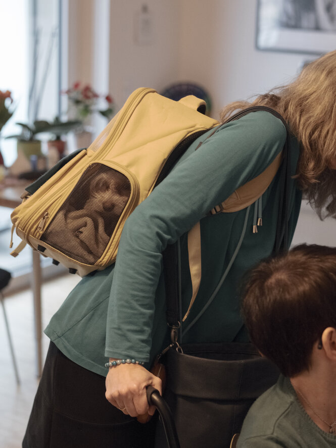 Ein kleiner Hund blickt aus einem Tragerucksack