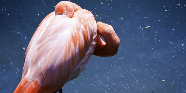 Ein Flamingo steckt seinen Kopf unter seine Federn