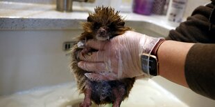 Igel wird nach Rettung gewaschen. Die Person trägt dünne, milchigdurchsichtige Handschuhe und hält den Idel am Bauch. Die Beine hängen runter, der Kopf und die Arme sind oben.