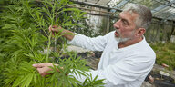 Eine Person erntet Cannabispflanzen.