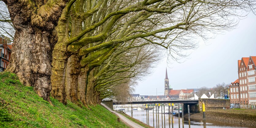 Einige der 136 Platanen an Weser und kleiner Weser