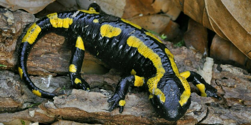 Ein Feuersalamander auf herabgefallenem Laub.