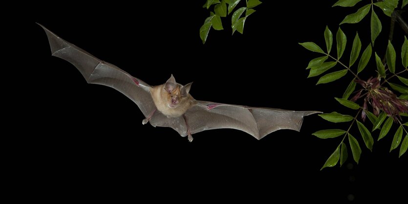 Hufeisennase Fledermaus im Flug