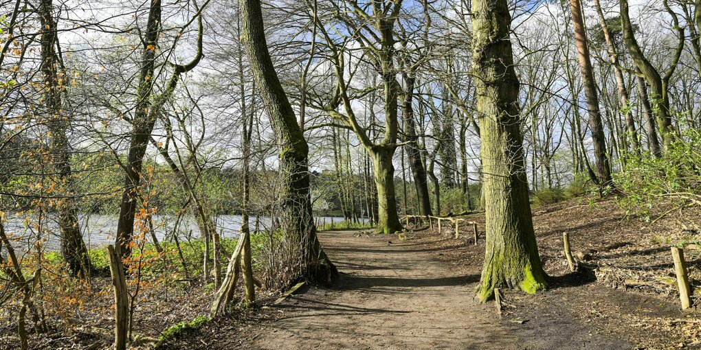 Waldweg mit Laub und erstem Grün an den Bäumen