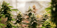 Erntereife Cannabispflanzen