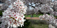 Ein Kirschbaum Anfang Frühling in einem Park. Die Knospen blühen schon