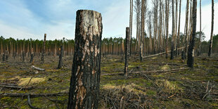 Verbrannte Bäume auf einer Waldbrandfläche aus dem Jahr 2022 nahe Beelitz