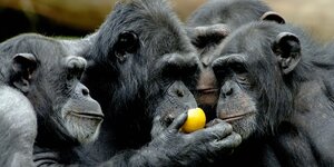 Gruppe Schimpansen um Frucht