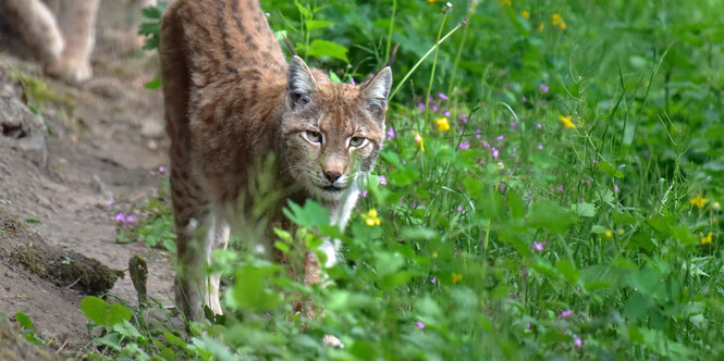 Ein Luchs auf einem Weg mit grüner Wiese