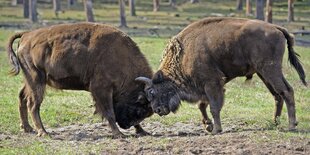 Zwei Wisente stehen auf einer Wiese und kämpfen