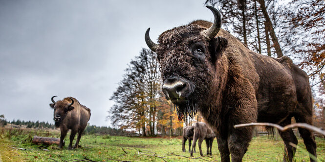 Wisente auf einer grünen Wiese