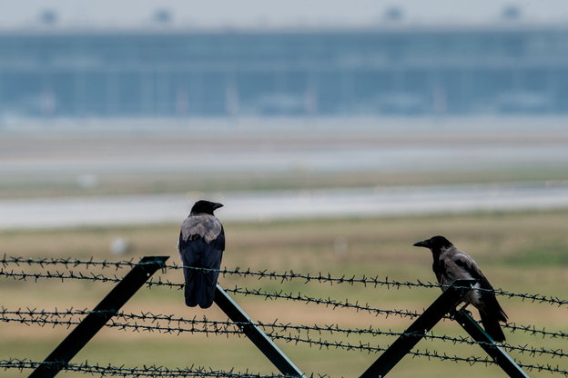 Zwei Nebelkrähen sitzen auf einem Zaun, im Hintergrund: der Flughafen Berlin Brandenburg