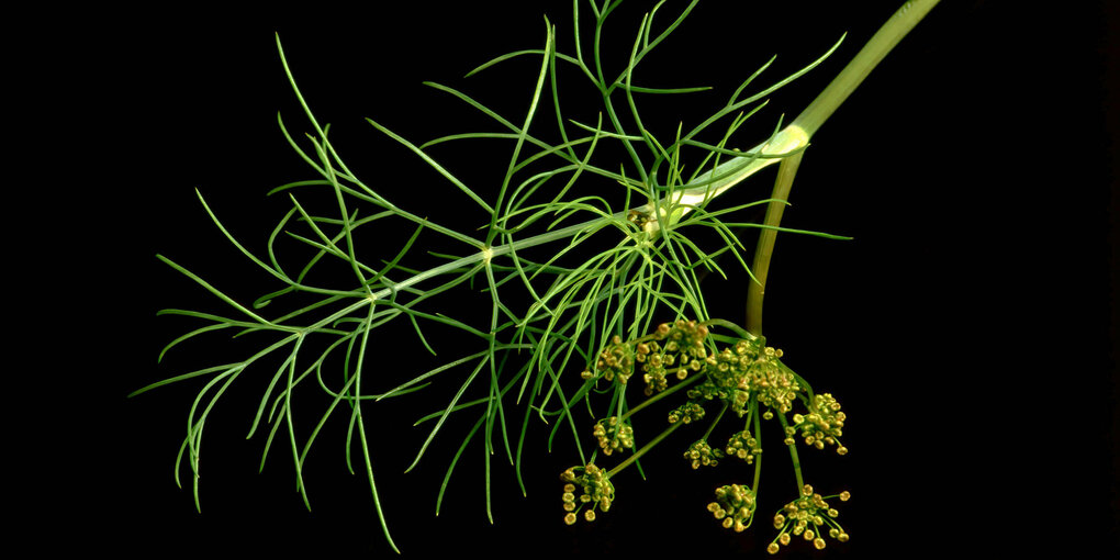 Ein Stengel Dill mit Blüte.