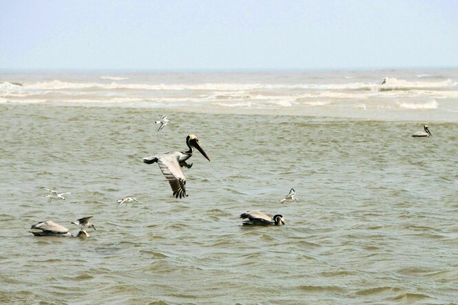 Pelikane in der Lagune, ein Pelikan fliegt, die anderen schwimmen vor sich hin