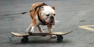 Ein Hund auf einem Skateboard